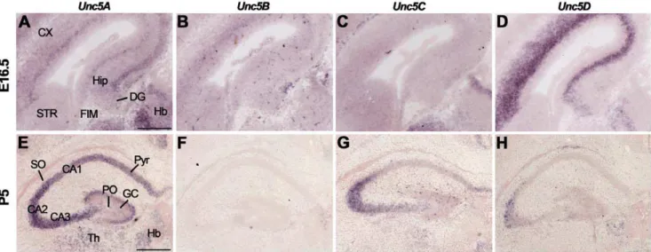 Figure 6. Subregion-specific expression of RGMs and Neogenin in the hippocampus. In situ hybridization (A–C, J–L) and immunohistochemistry (D–I, M–O) on coronal mouse brain sections at E16.5 (A–I) and P5 (J–O)