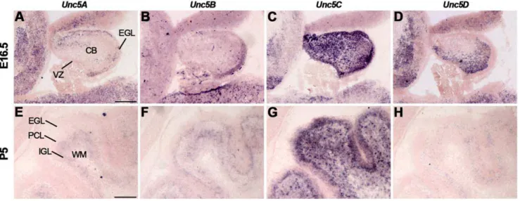 Figure 13. Dynamic expression of Unc5 in the developing cerebellum. In situ hybridization on coronal mouse brain sections at E16.5 (A–D) and P5 (E–H)