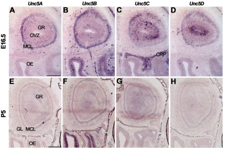 Figure 1. RGM and Neogenin expression in the mouse olfactory system. In situ hybridization on coronal mouse brain sections at E16.5 (A–
