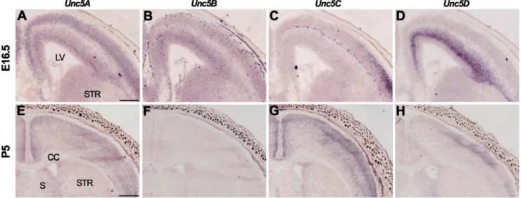 Figure 5. Unc5 expression in the cortex. In situ hybridization on coronal mouse brain sections at E16.5 (A–D) and P5 (E–H)
