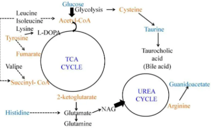 Figure 6. Schematic of acetylcholine biosynthesis in the central nervous system. Acetylcholine was found to be elevated in the both three weeks post-recovery male and female Balb/C mice infected with Plasmodium chabaudi