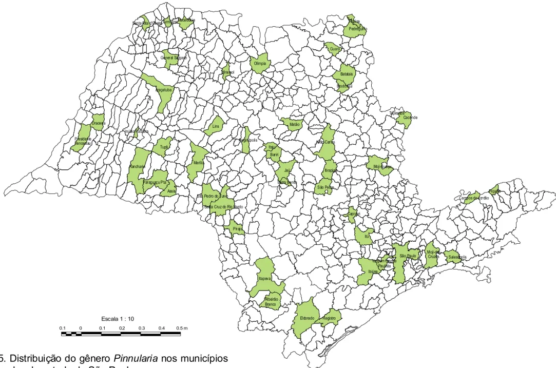Fig. 5. Distribuição do gênero nos municípios analisados do estado de São Paulo.
