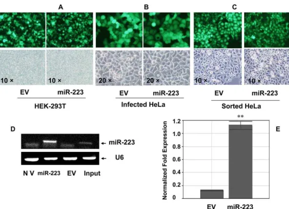 Figure 1. Lentivirus-mediated miR-223 over-expression in HeLa cells. (A) Lentivirus vector pLL3.7-miR-223 was packaged in HEK-293T cells which was less 20 generations