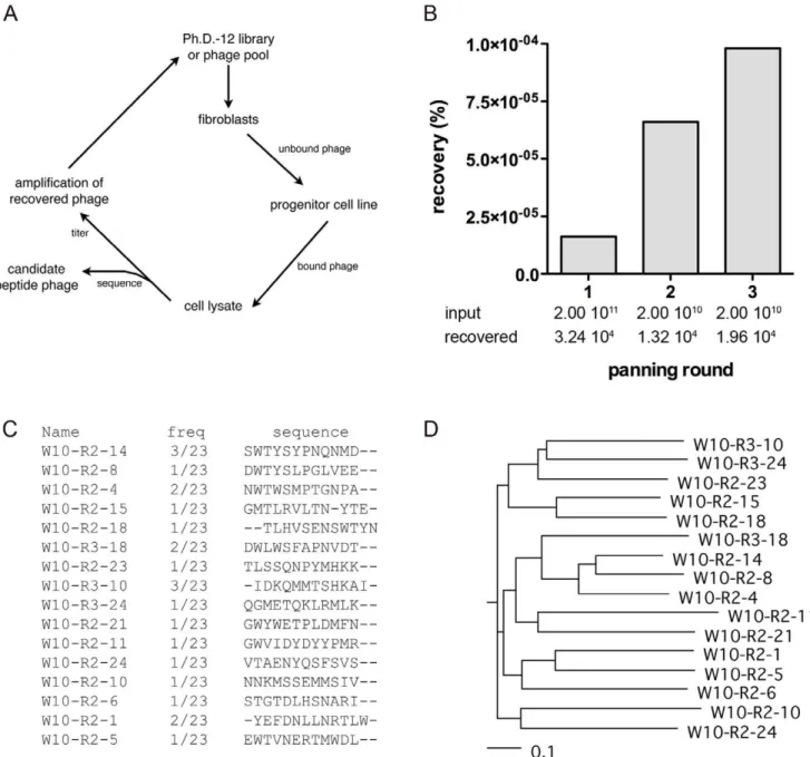 Figure 2. Selection of a peptide phage display library against W10 embryonic progenitor cells