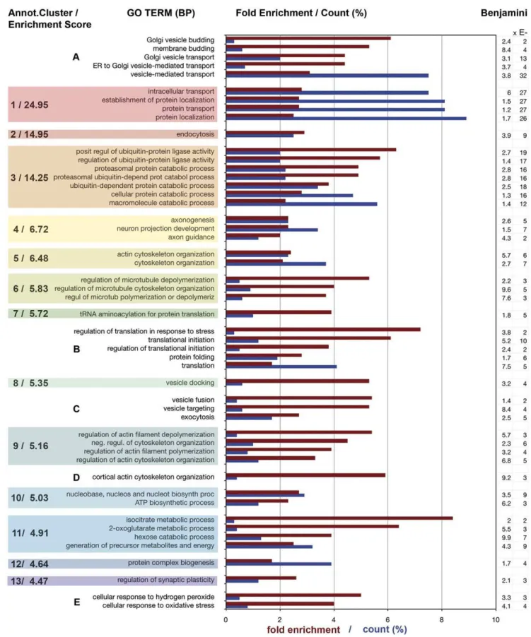 Figure 4. Functional annotation clusters (‘‘Biological Process’’, BP) in the growth cone proteome (DAVID)