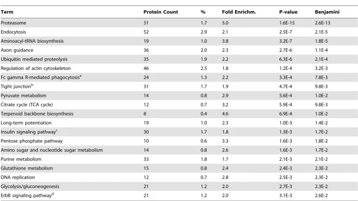 Table 2. KEGG Pathways in Growth Cones.