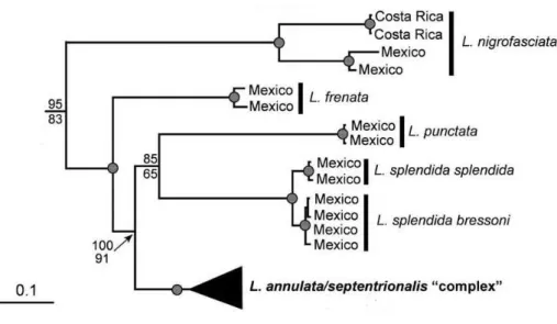 Figura  5.  Hipótese  filogenética  de  Leptodeira  (modificado  de  Daza  et  al.,  2009)