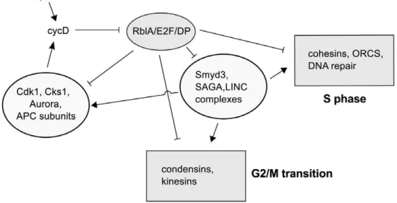 Figure 5. A schematic model of the Dictyostelium cell-cycle regulatory network. We propose a model based partly on our gene expression data in which the retinoblastoma homologue RblA (with E2F and DP) represses most of the important S phase and G2/M-phase 