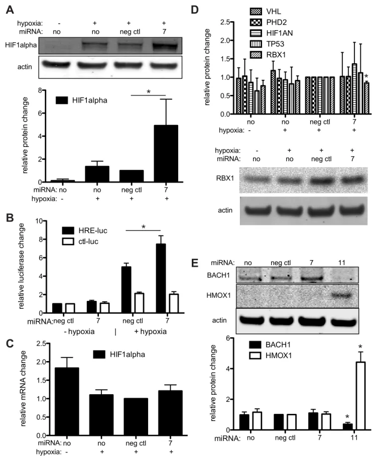 Figure 6. KSHV miRNAs increase HIF1a and HMOX1 protein levels. (A) Western blot analysis of cells transfected with miRNAs and exposed to hypoxia (blots above, quantitation below)