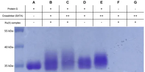 Figure 3. SDS-PAGE of protein G and Ru(II)-protein G conjugates. The Ru(II) complex was successfully conjugated to the SATA modified protein G and higher molar ratio of SATA to protein G provided higher conjugation efficiency