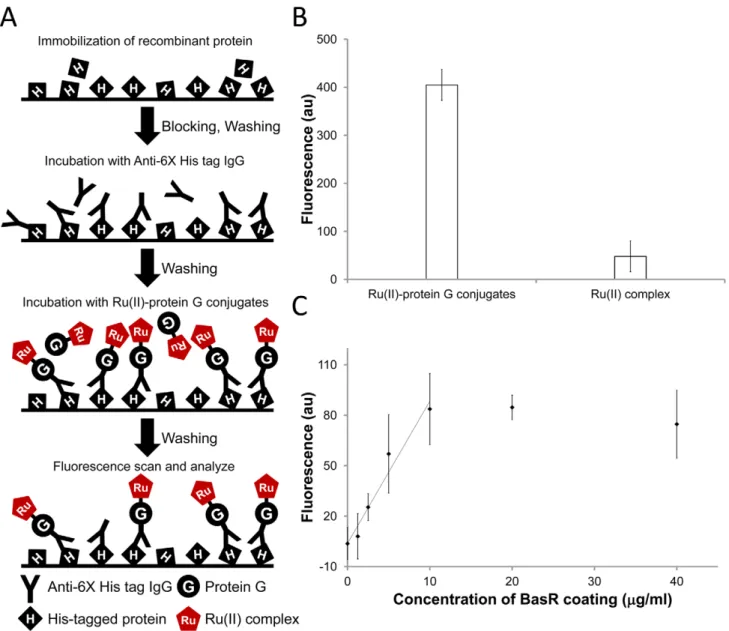 Figure 6. Detection of purified recombinant proteins by Ru(II)-protein G conjugates. A