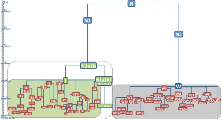 Figure 1. Phylogenetic tree of haplogroups N1a1b and W. This schematic representation is based on 196 N1a1b and 223 W mitogenomes whose phylogenetic relationships are illustrated in detail in Figure S1 and Figure S2