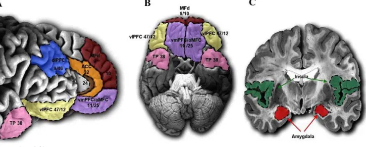 Figure 1. Regions Associated with Normal and Atypical Social Behaviour (A) Medial and lateral view of the PFC