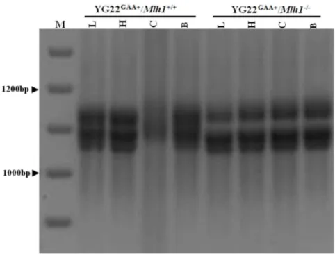Figure 4. Effect of MutLa components on somatic FXN transcription in vivo . Relative RT-qPCR analyses of somatic FXN transcription level based on the MMR genotype (WT, Pms2 KO or Mlh1 KO) in (A) FXN GAA /MMR brain tissues (n = 2–4), and (B) FXN GAA /MMR ce