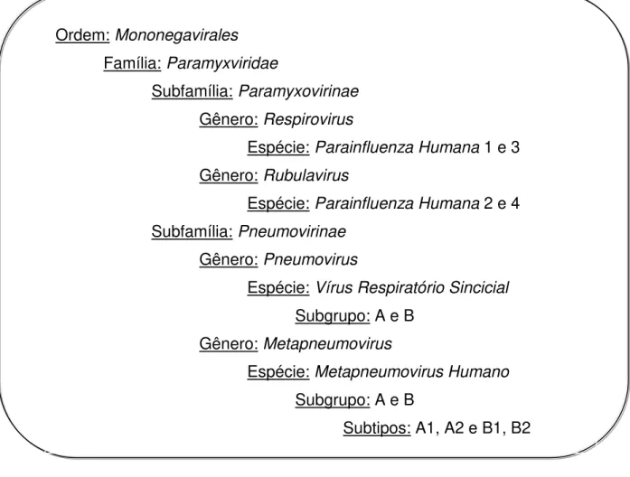 Figura  1:  Classificação  taxonômica  dos  principais  vírus  respiratórios  causadores  de  IRA  em  humanos