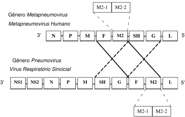 Figura  2:  Representação  esquemática  do  mapa  genômico  de  HMPV  e  do  VRS, mostrando a diferença na ordem dos genes
