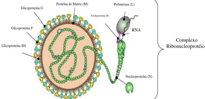 Figura 3: Representação esquemática da partícula viral do HMPV mostrando  as  principais  estruturas  e  proteínas  virais