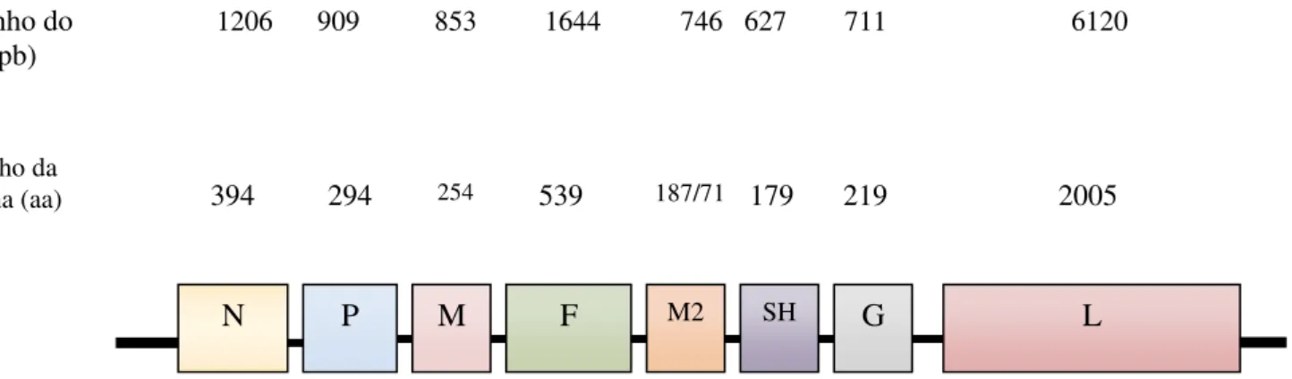 Figura 4: Figura esquemática dos segmentos gênicos com os seus referidos  números de nucleotídeos e os números de aminoácidos que irão formar as proteínas  virais