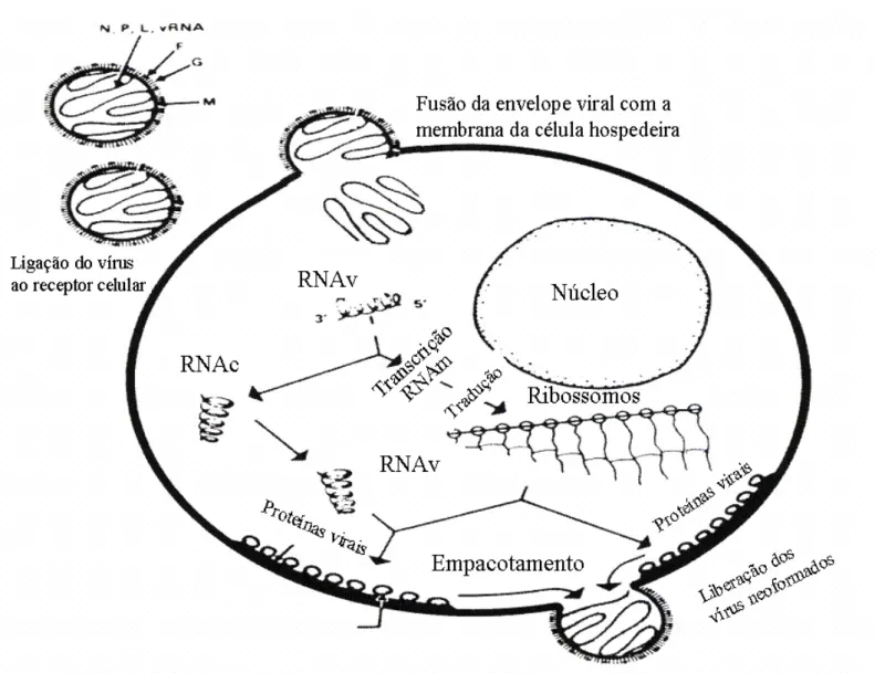 Figura  5:  Representação  esquemática  mostrando  as  principais  etapas  do  ciclo replicativo do Metapneumovirus humano; entrada do vírus na célula, replicação  e  transcrição  viral