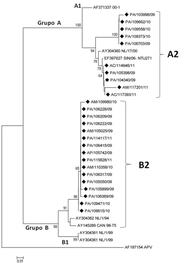 Figura 9: Árvore Filogenética construída a partir da sequência parcial do gene  codificador da proteína F do HMPV