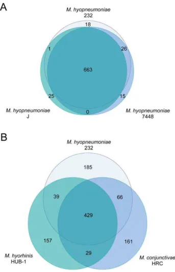 Figure 2. Frequency of genes within the 20 genomes included in this analysis. Genes present in a single genome represent lineage specific genes, while at the opposite end of the scale, genes found in all 20 genomes represent the Mycoplasma core genome.