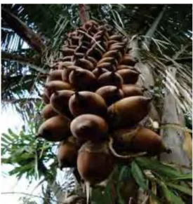 Figura 2. Cacho de coco babaçu.