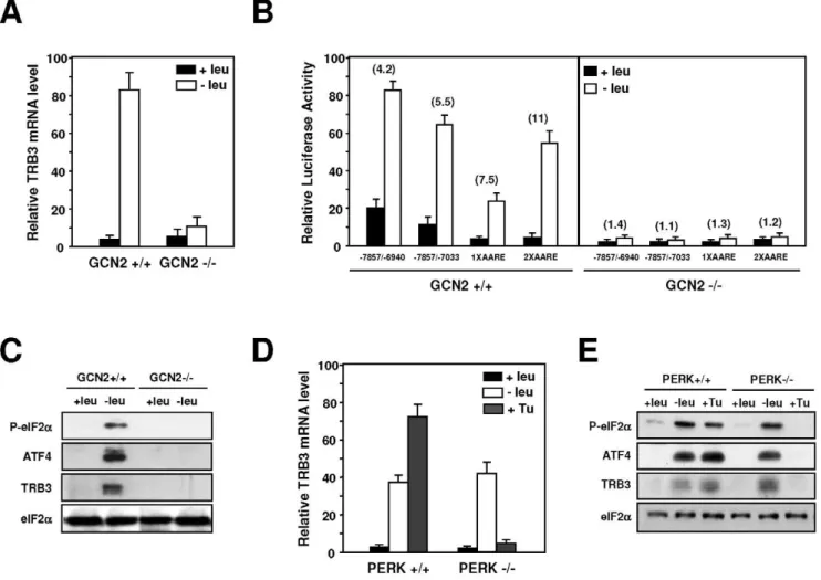 Figure 4. Role of GCN2 and PERK in the transcriptional regulation of TRB3 following amino acid starvation