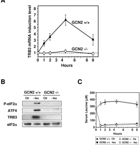 Figure 5. Role of GCN2 in the induction of TRB3 expression in the liver. GCN2 +/+ and GCN2 2/2 mice were fed either control (Ctr) or leucine-deficient diets (2leu) prior to liver mRNA levels measurement