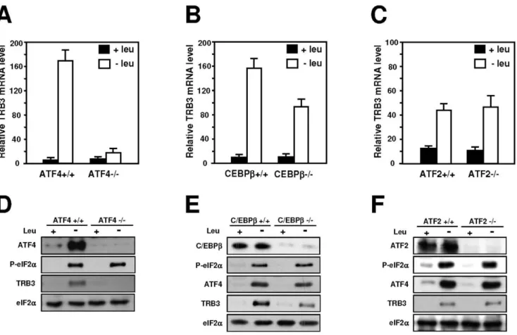 Figure 7. Role of ATF4, C/EBPb and ATF2 in the induction of transcription in response to leucine starvation