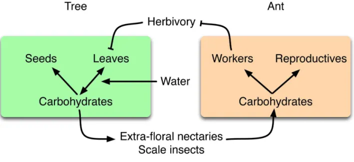 Figure 1. Schematic of relationships among water, carbon, and mutualistic carbohydrate allocation strategies