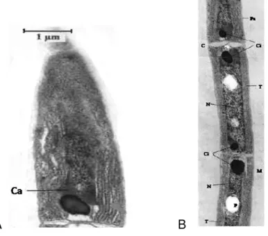 Figura 02 – Célula apical (A) e tricoma (B) de G. unigranulatum. Ca: carboxissomos,  Pa:  parede  celular,  C:  constrição  na  parede  celular,  Ci:  grânulos  de  cianoficina,  T: 
