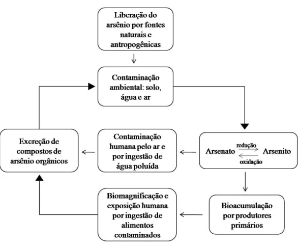 Figura 03 - Ciclo biogeoquímico do arsênio. 