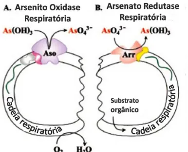 Figura  04  –  Uso  do  arsenito  e  arsenato  na  cadeia  respiratória  bacteriana.  Figura  adaptada de Silver &amp; Phung (2005)