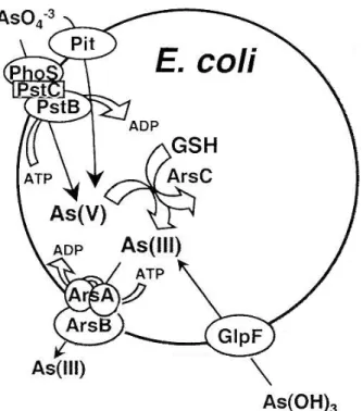 Figura  05  -  Mecanismo  bioquímico  de  resistência  ao  arsênio  em  E.  coli.  Figura  adaptada de Mukhopadhyay et al