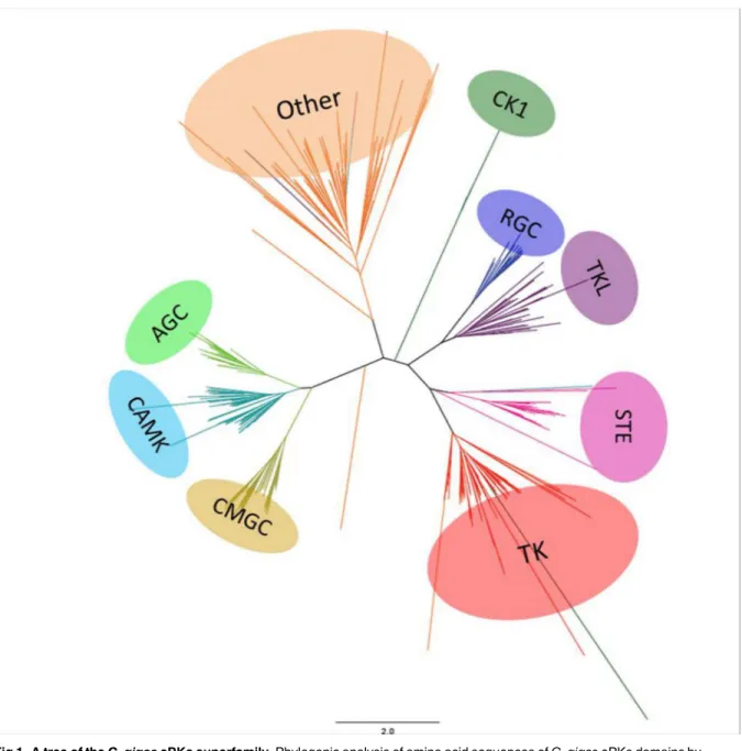 Fig 1. A tree of the C. gigas ePKs superfamily. Phylogenic analysis of amino acid sequences of C