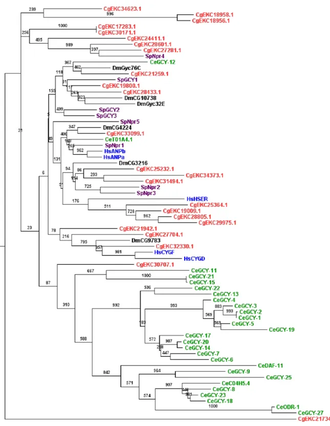 Fig 2. Phylogenetic analysis of C. gigas RGC kinases. This tree was generated from RGC domain amino acid sequences from several species (Red: C