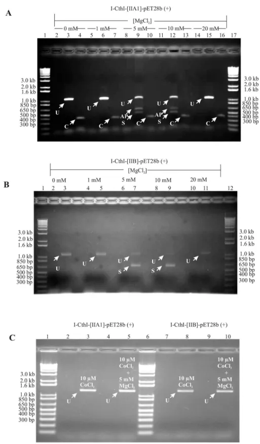 Fig 3. (A) A mtDNA group IIA1 intron can splice in E. coli. A 1% agarose gel showing the RT-PCR results (Primers: TwinHEG-F/R) for in vivo group IIA1 intron splicing under various concentrations of external MgCl 2