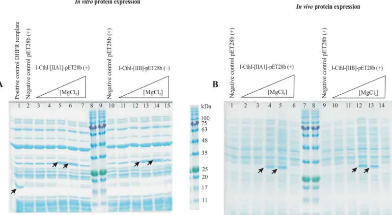 Fig 4. (A) The effect of MgCl 2 on in vitro protein expression. A 12.5% SDS-PAGE showing in vitro protein expression for constructs I-CthI-[IIA1]-pET28b (+) [left] and I-CthI-[IIB]-pET28b (+) [right] in the presence of various concentrations of external Mg