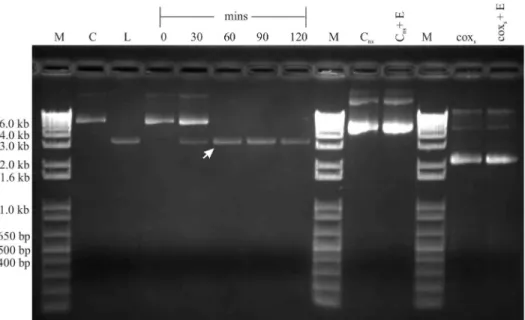 Fig 5. In vitro endonuclease assay. A 1% agarose gel showing the in vitro endonuclease assay with construct I-CthI-[IIB]-pET28b (+) encoded HEase