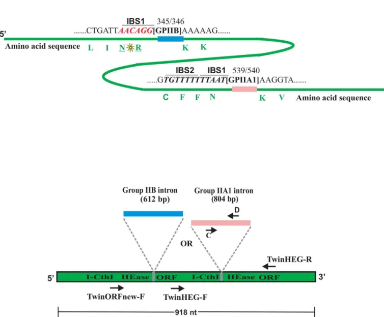 Fig 1. (A) Homing endonuclease ORF and location of introns. Schematic representation (not drawn to scale) for the location of the native group IIA1 intron (GPIIA1, shown in pink) and the non-native group IIB intron (GPIIB, shown in blue) within the I-CthI 