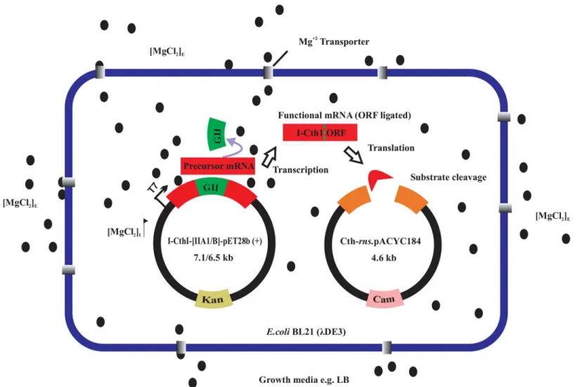 Fig 2. Impact of MgCl 2 on splicing and the expression of a homing endonuclease. An in vivo endonuclease assay was established where two