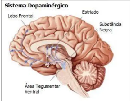 Fig, 2.Sistema Dopaminérgico Mesocorticolímbico. Adaptado de Bear, 2006