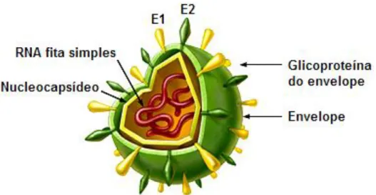 Figura 1: Modelo Estrutural do HCV  Fonte: http://www.hopkins-gi.org (Adaptado) 