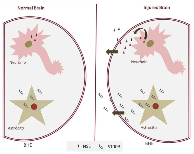 Figura  9:  Expressão  das  proteínas  S100B  e  enolase  específica  do  neurônio  (NSE),  por  neurônio  e  astrócito,  respectivamente, no cérebro normal e no cérebro após injúria