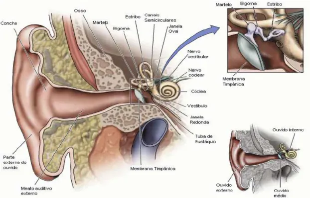 Figura 1 - Estrutura da orelha do humano. 