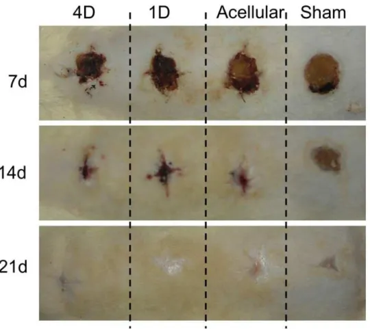 Fig 7. Images of skin wounds implanted with cell-seeded or acellular microporous scaffolds over a 21-day interval