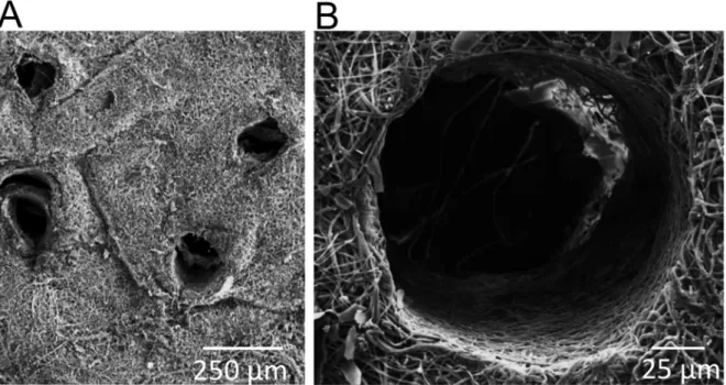 Fig 1. Scanning electron microscopy (SEM) images of scaffolds with 160 μm pores. A) Magnification of 150x