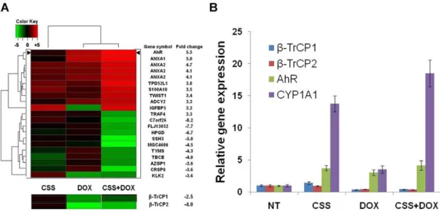 Figure 4. Aryl hydrocarbon receptor (AhR) expression is increased after androgen ablation and b-TrCP treatments