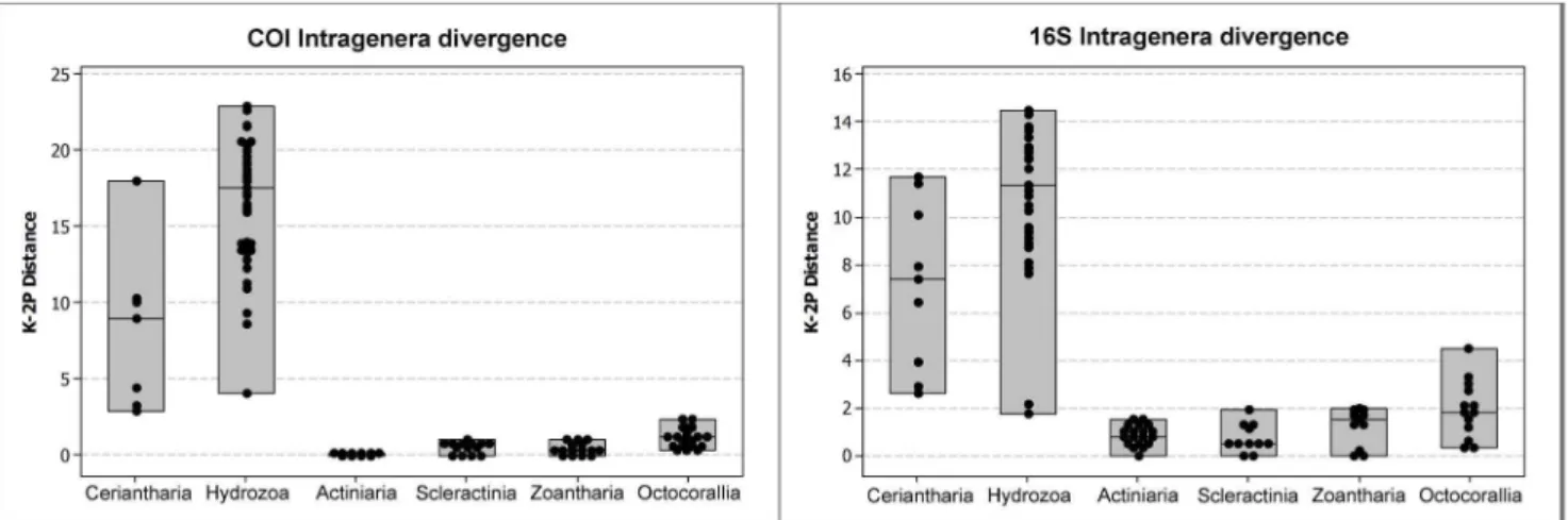 Figure 2. Estimates of evolutionary divergence in major Anthozoan lineages (intergenera level, Hydrozoa considered as outgroup for discussion) from mitochondrial molecular markers