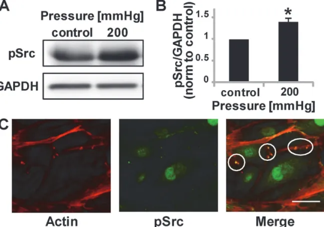 Fig 4. Phosphorylated Src is upregulated by a physiological pressure stimulus. (A) Representative Western Blot image of pSrc and loading control